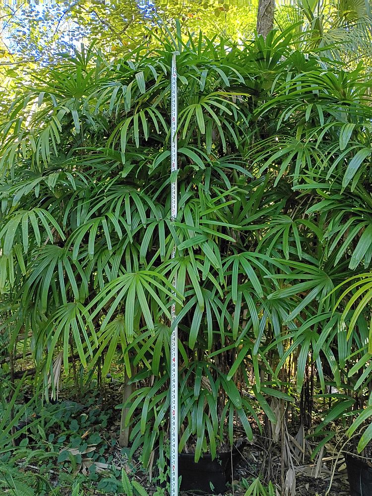 rhapis-excelsa-lady-palm