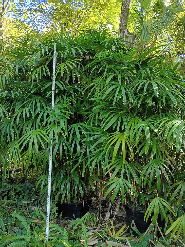 rhapis-excelsa-lady-palm