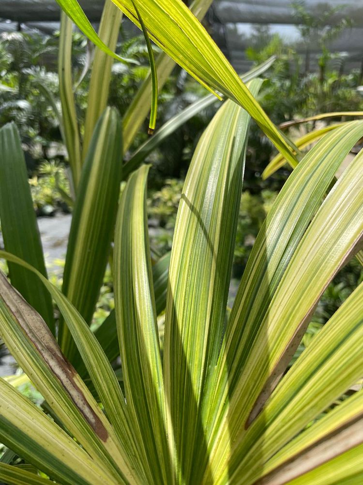 rhapis-excelsa-variegata-lady-palm-variegated