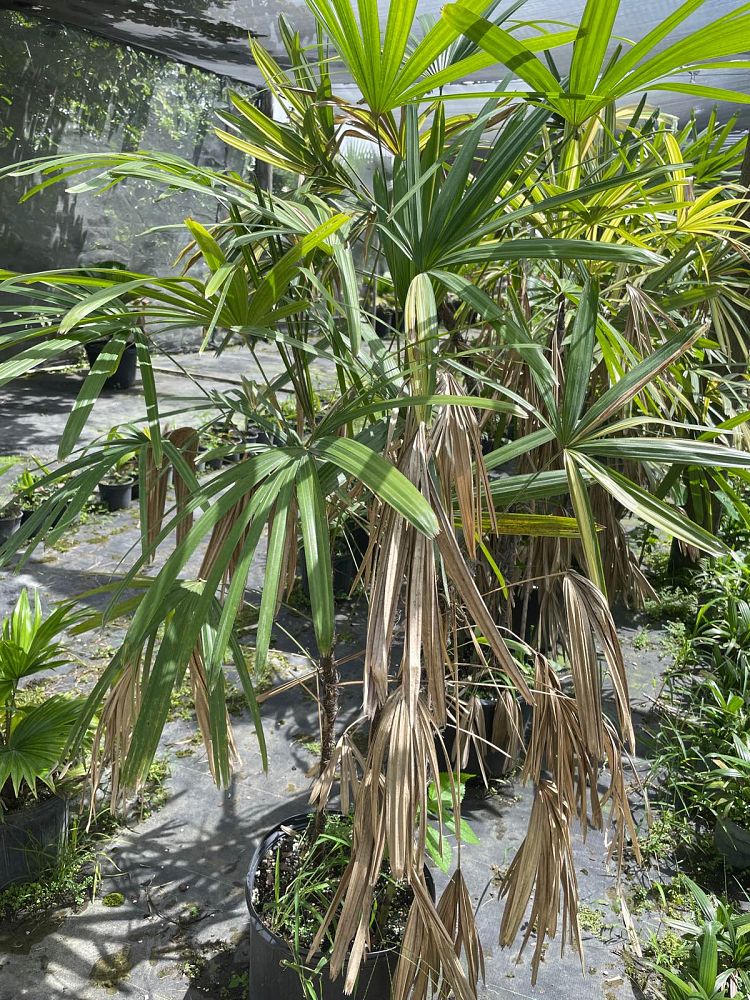 rhapis-excelsa-variegata-lady-palm-variegated