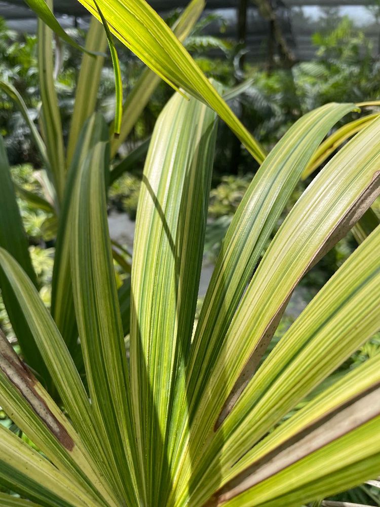 rhapis-excelsa-variegata-lady-palm-variegated