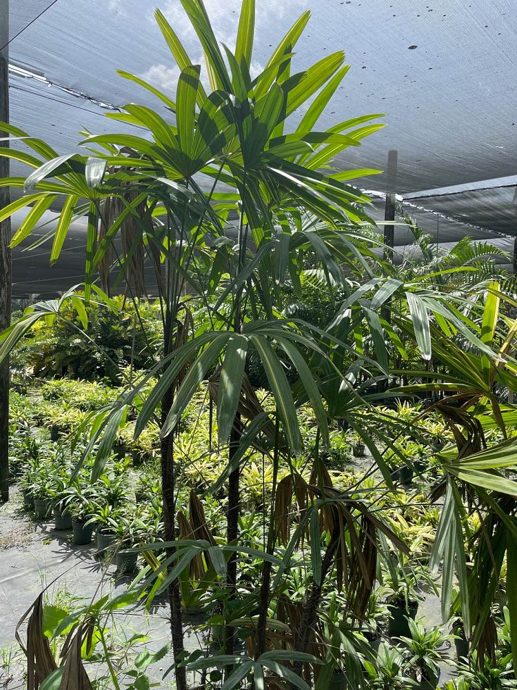 rhapis-excelsa-variegata-lady-palm-variegated