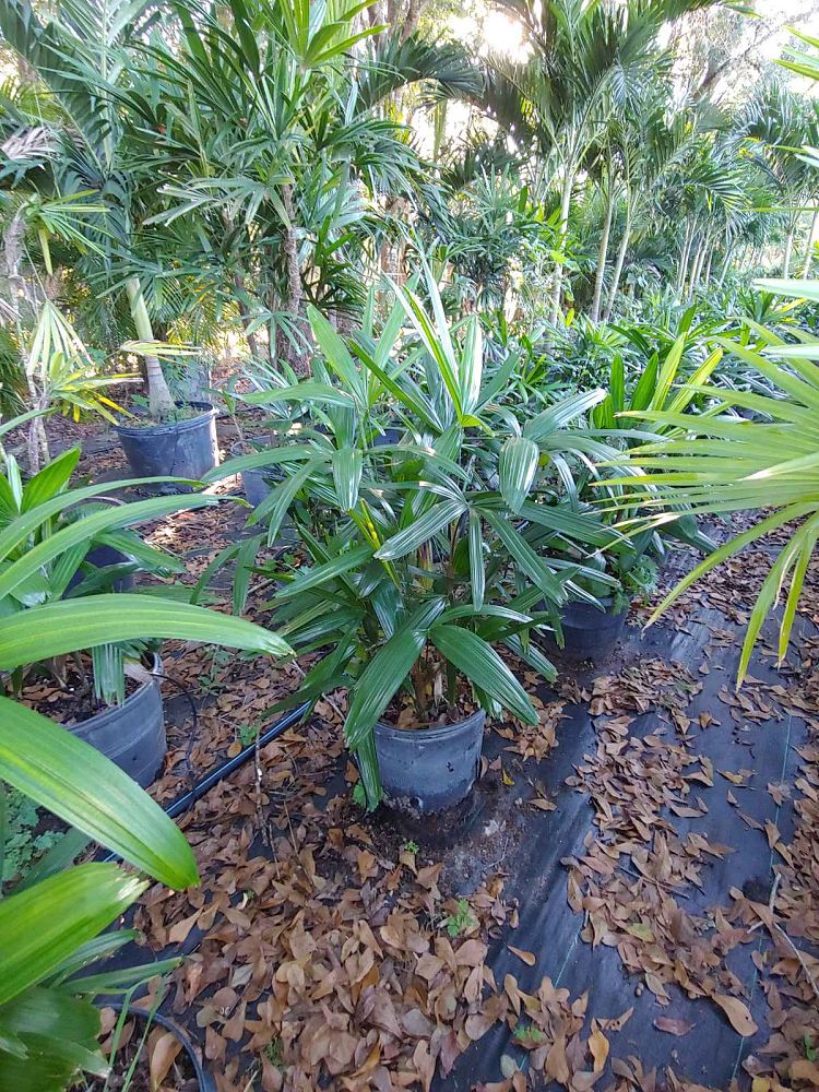 rhapis-lady-palm