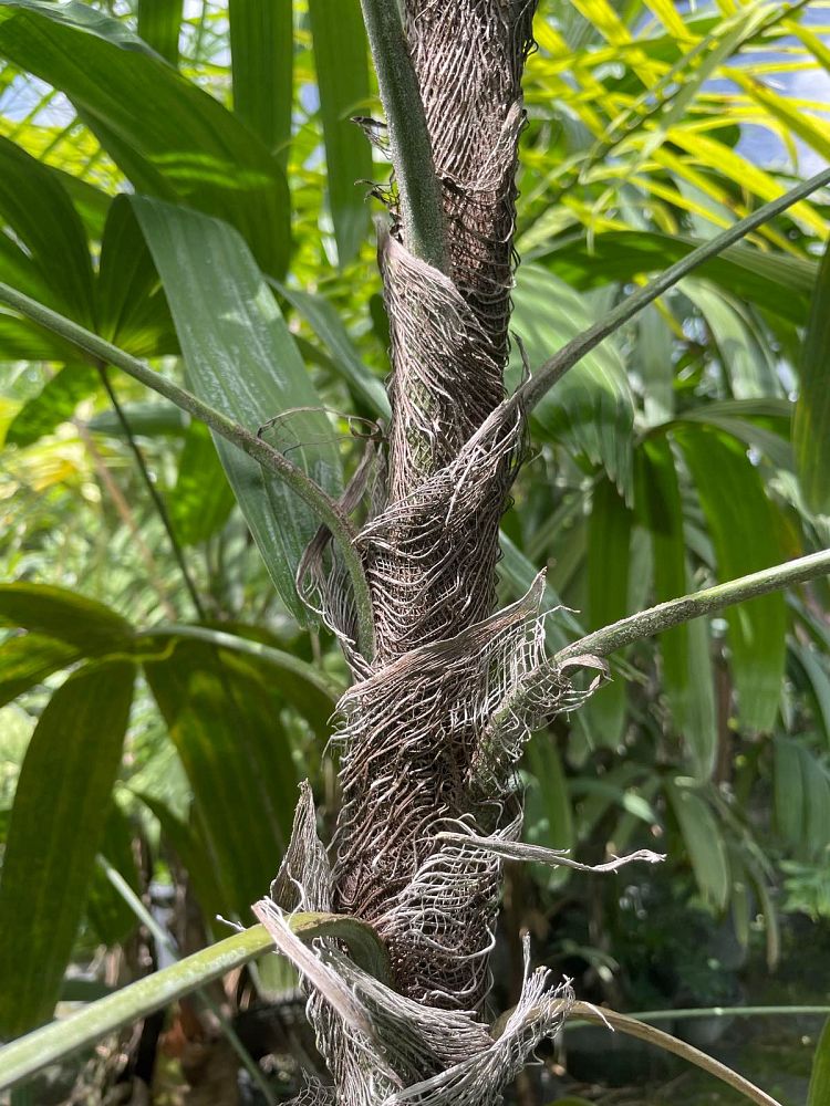 rhapis-lady-palm