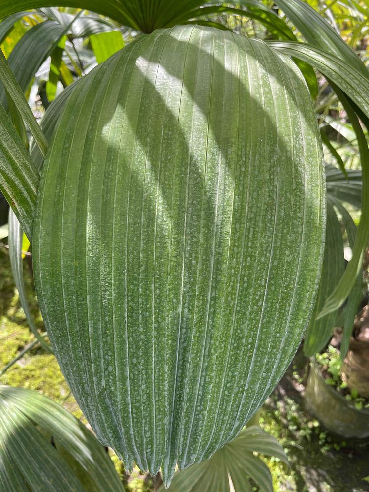 rhapis-lady-palm