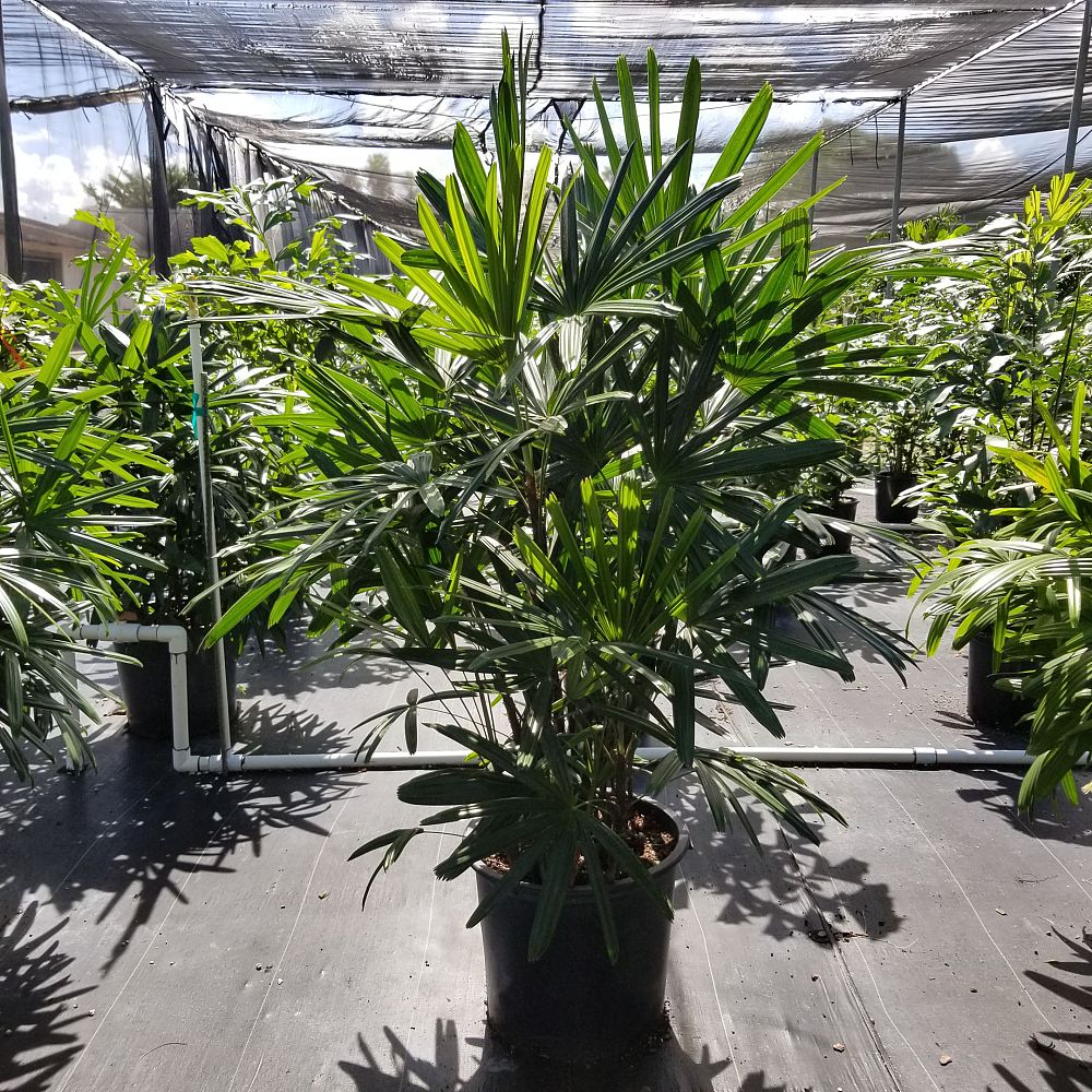 rhapis-lady-palm