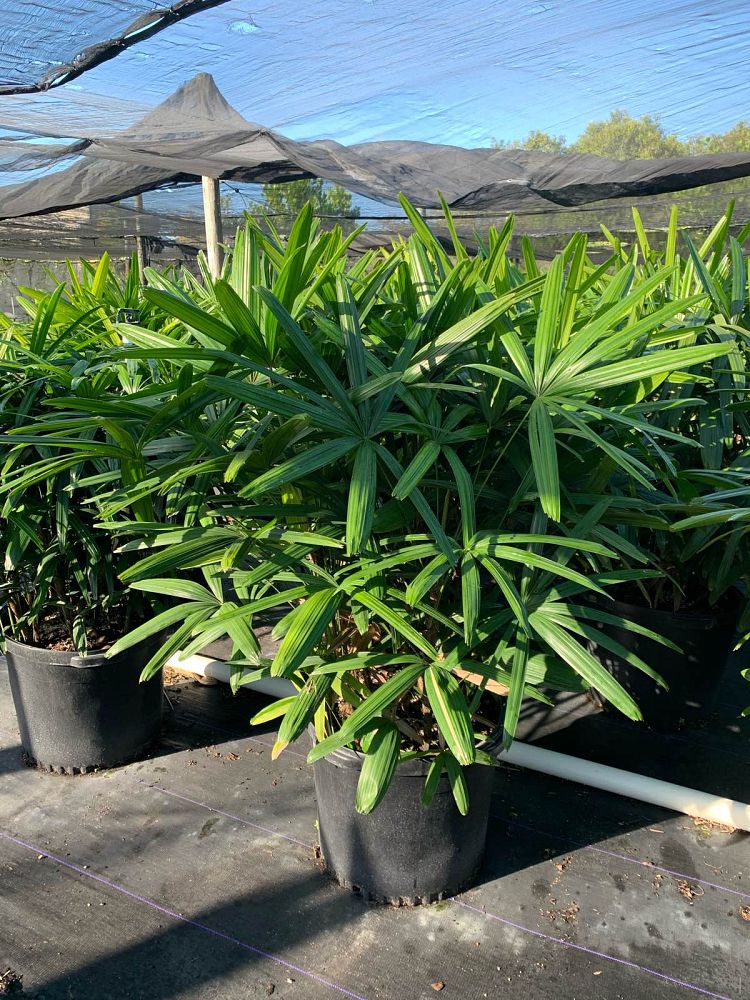 rhapis-lady-palm