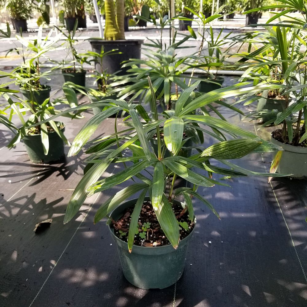 rhapis-lady-palm