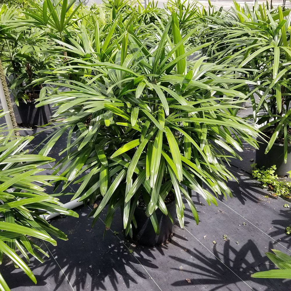 rhapis-lady-palm