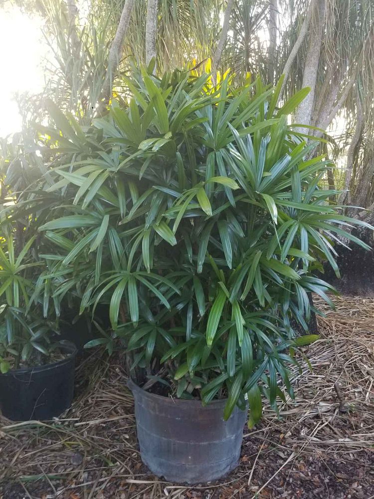 rhapis-lady-palm