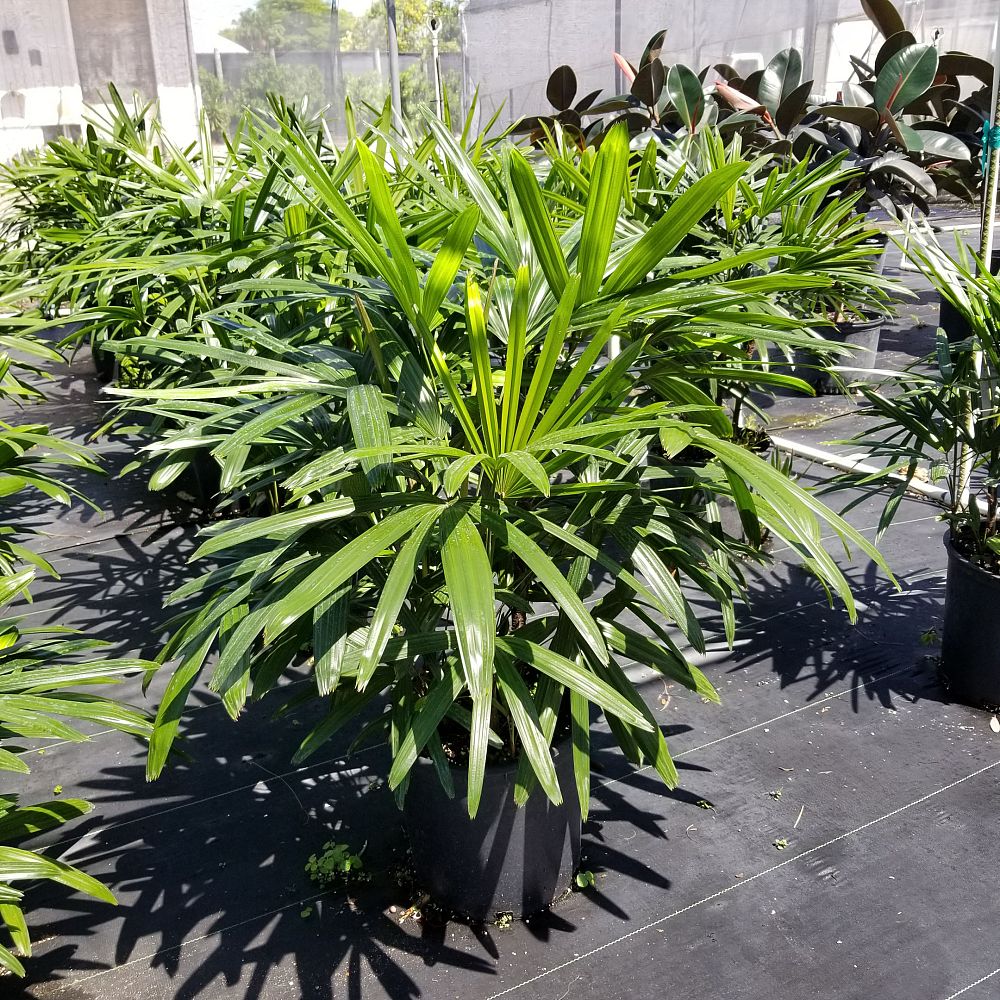 rhapis-lady-palm