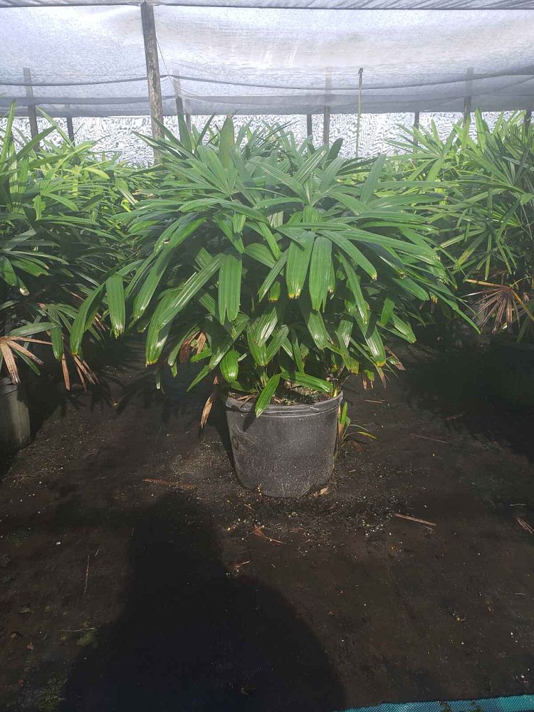 rhapis-lady-palm
