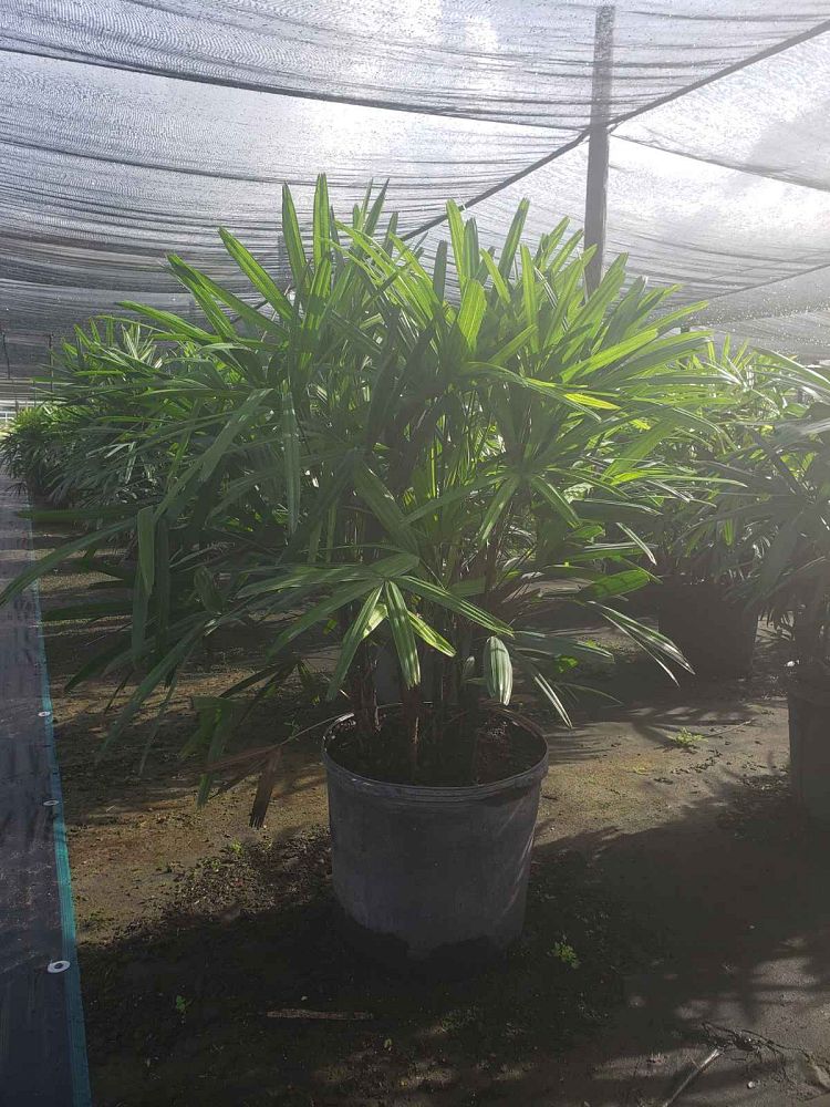 rhapis-lady-palm