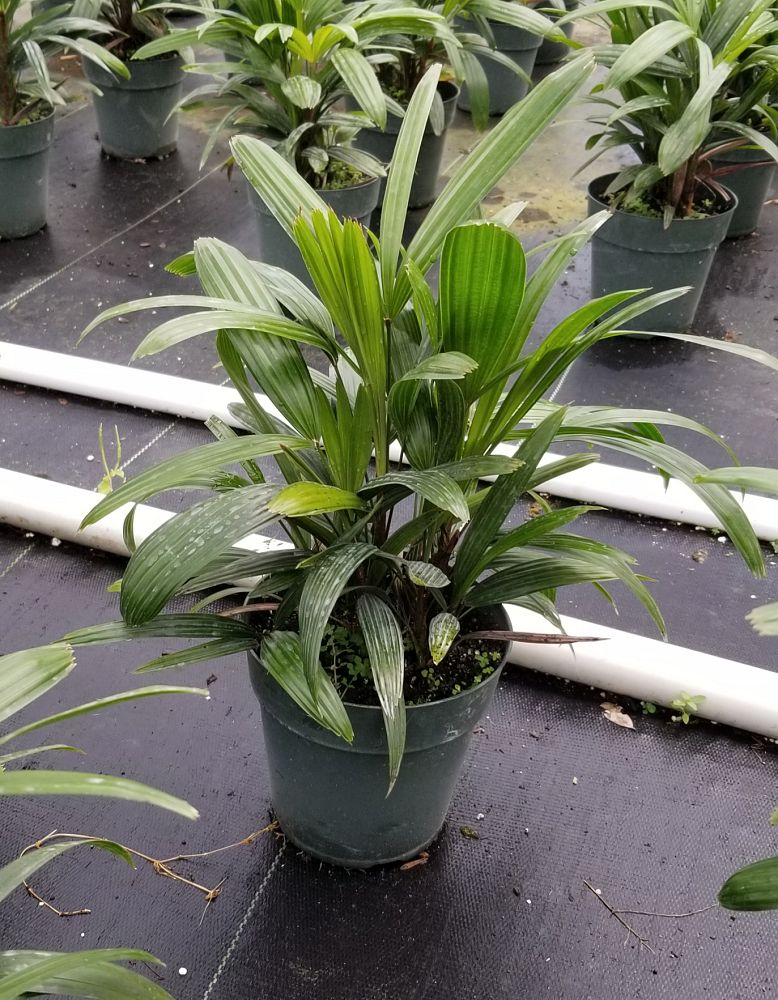 rhapis-lady-palm