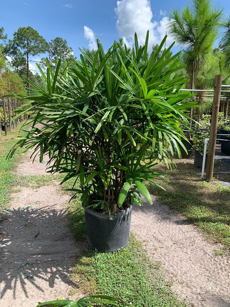 rhapis-lady-palm
