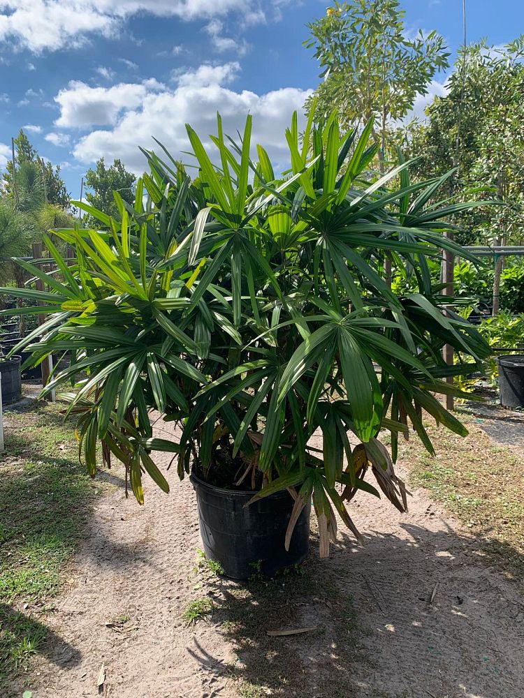 rhapis-lady-palm
