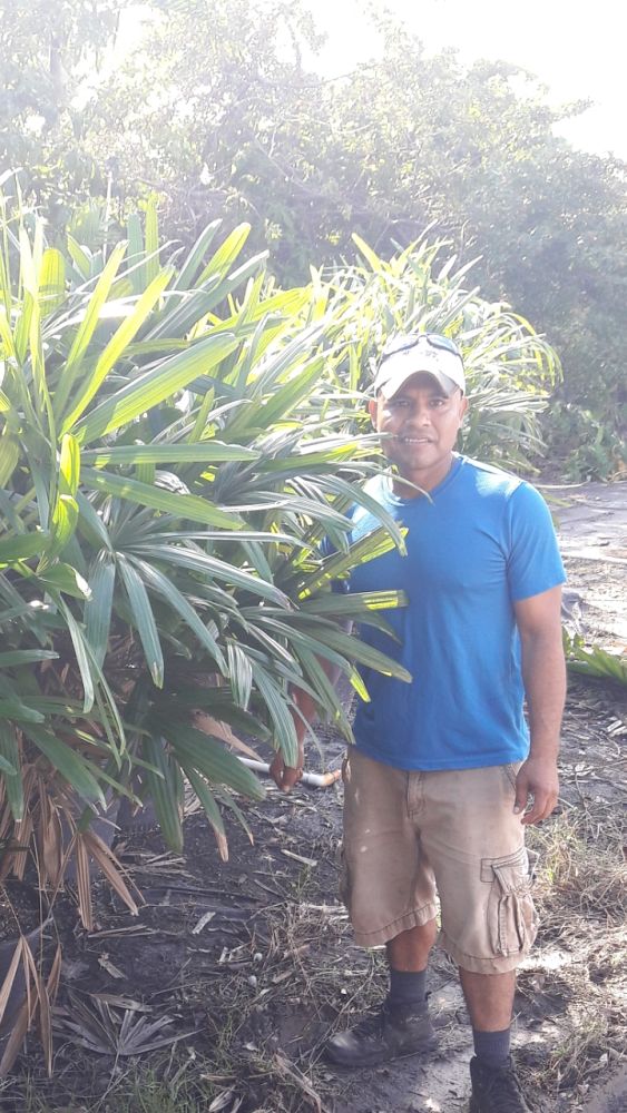 rhapis-lady-palm