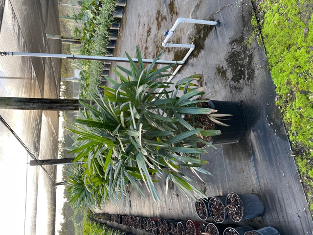 rhapis-lady-palm