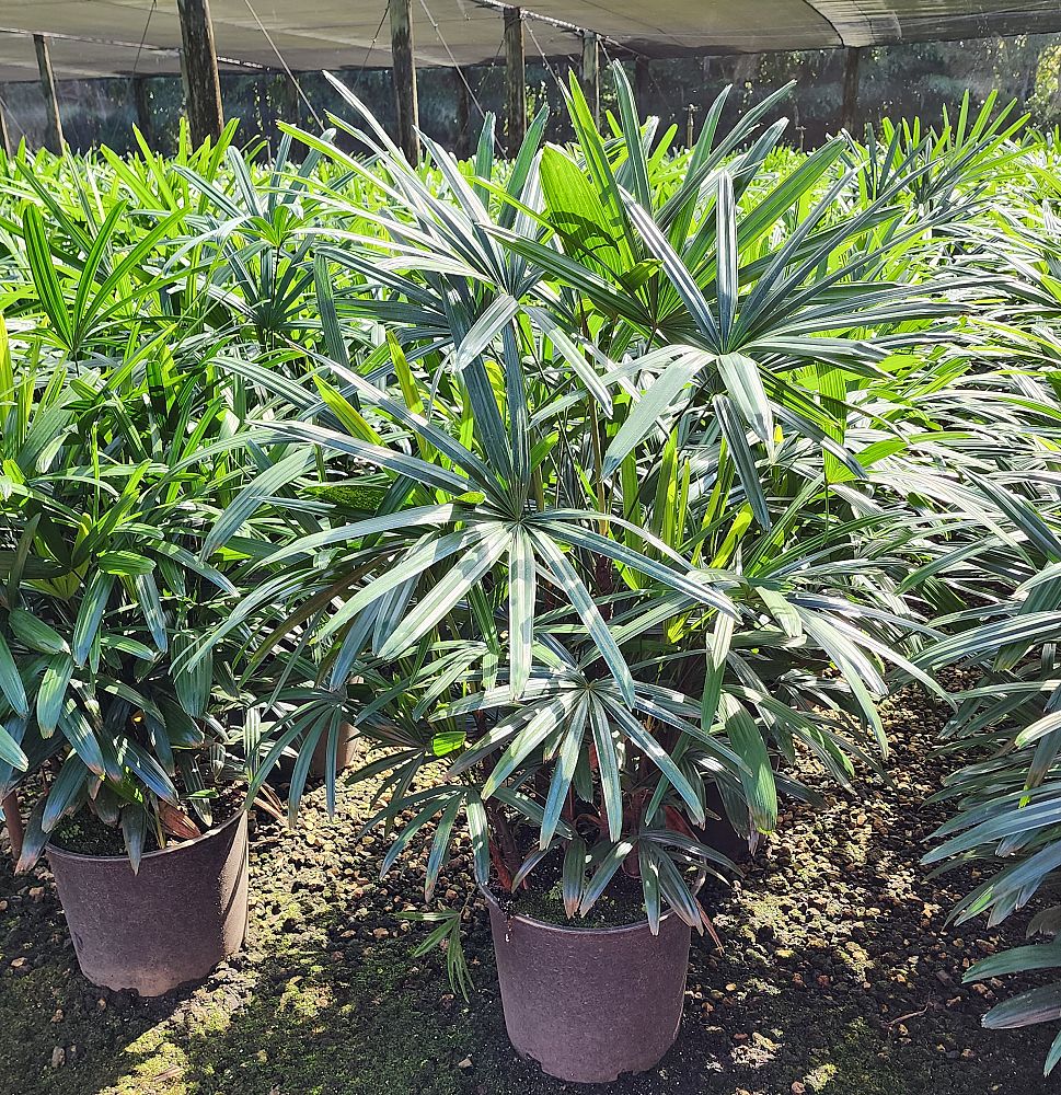 rhapis-lady-palm