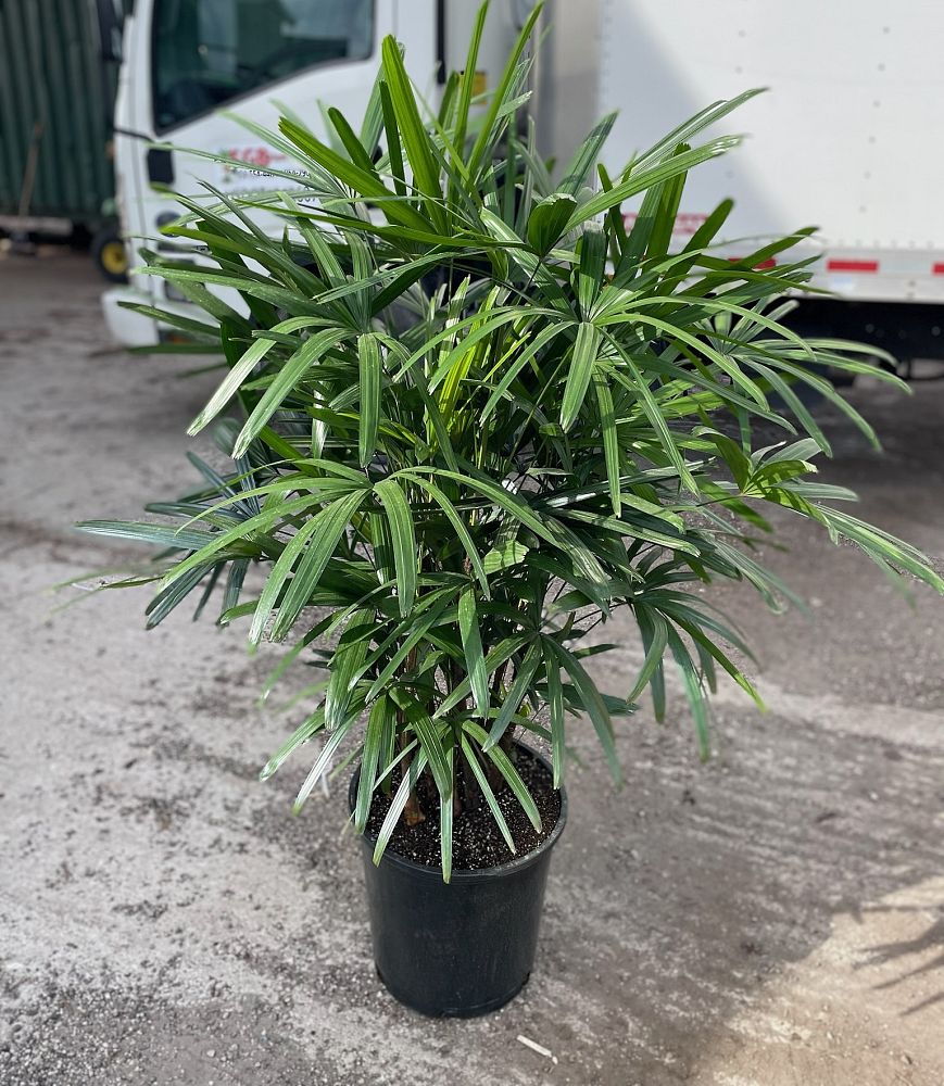 rhapis-lady-palm