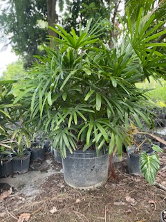rhapis-lady-palm