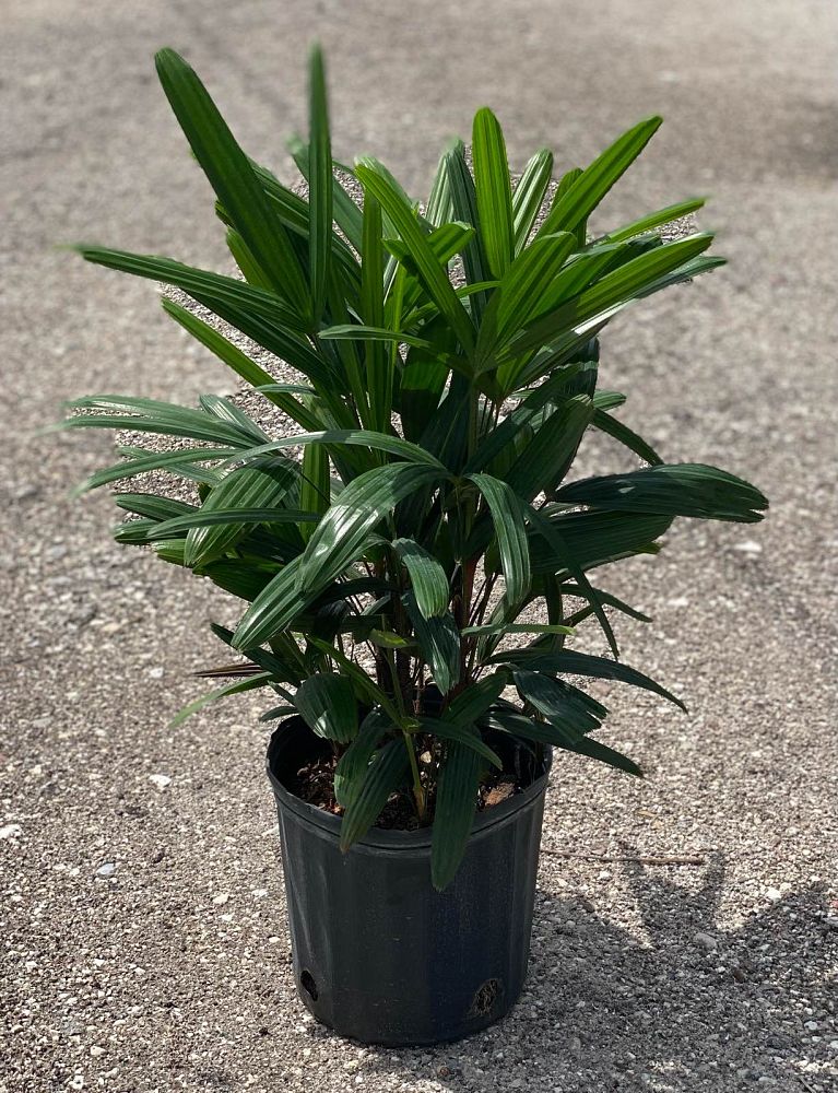 rhapis-lady-palm