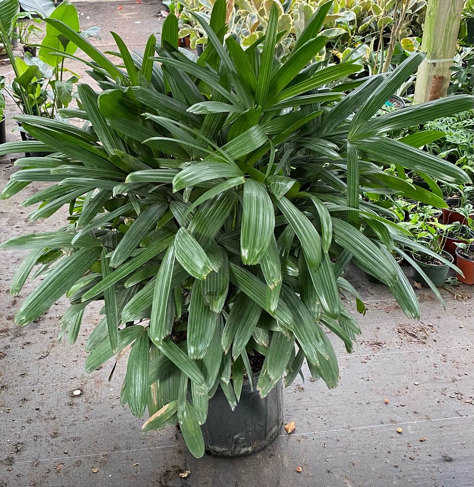 rhapis-lady-palm