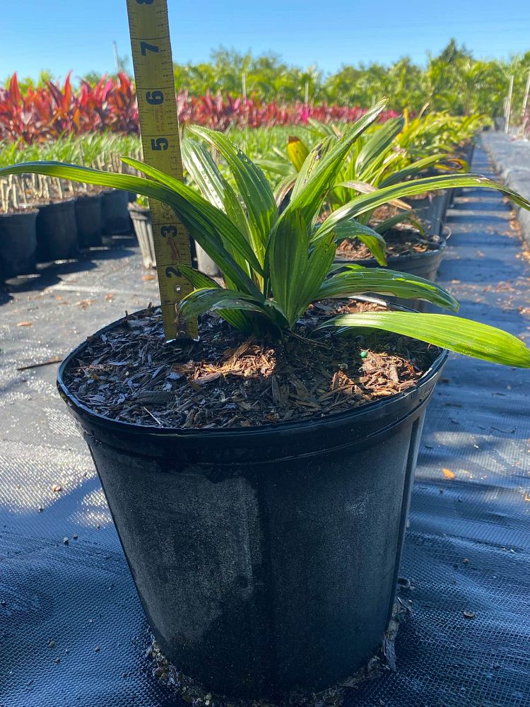 rhapis-lady-palm