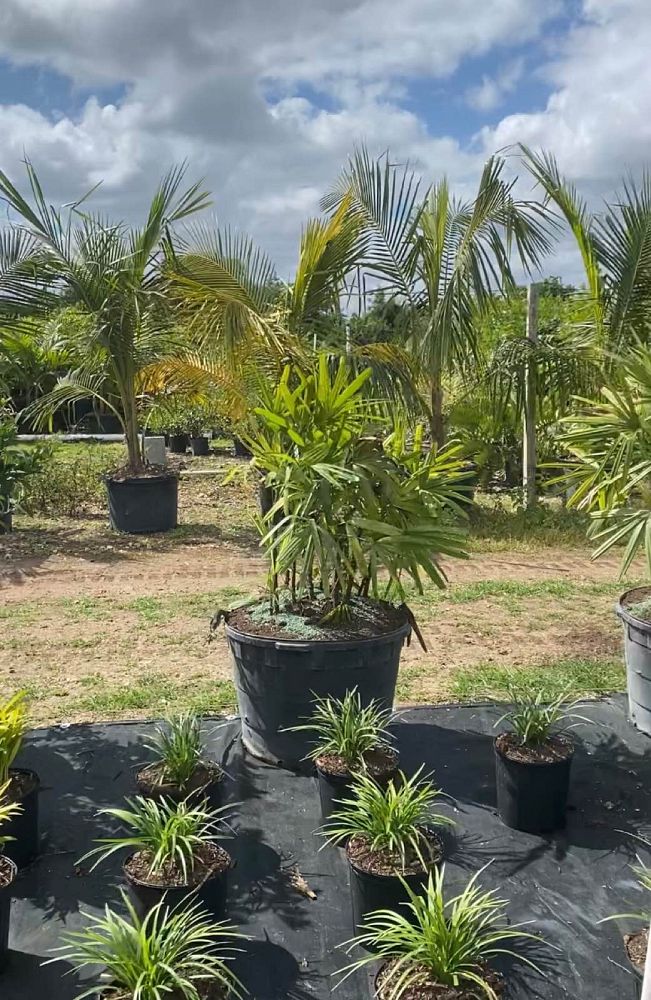 rhapis-lady-palm