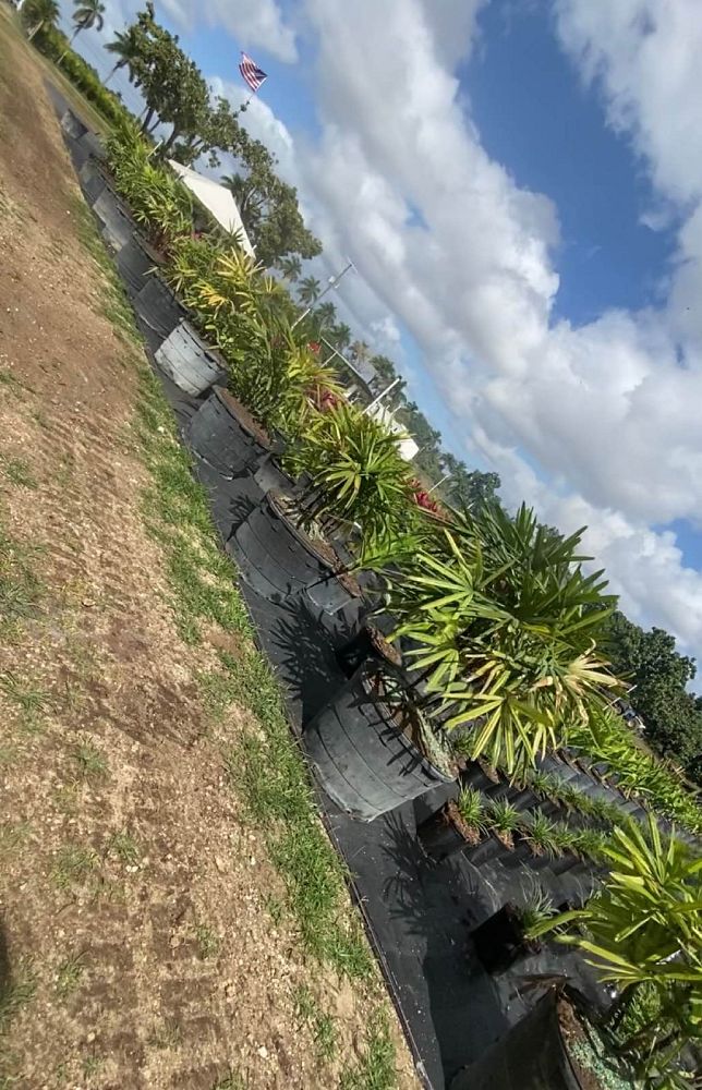 rhapis-lady-palm