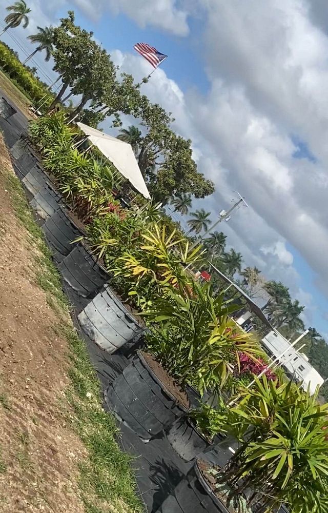 rhapis-lady-palm