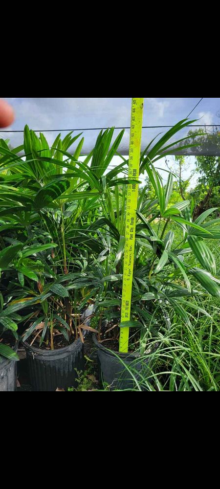 rhapis-lady-palm