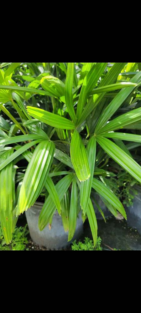 rhapis-lady-palm