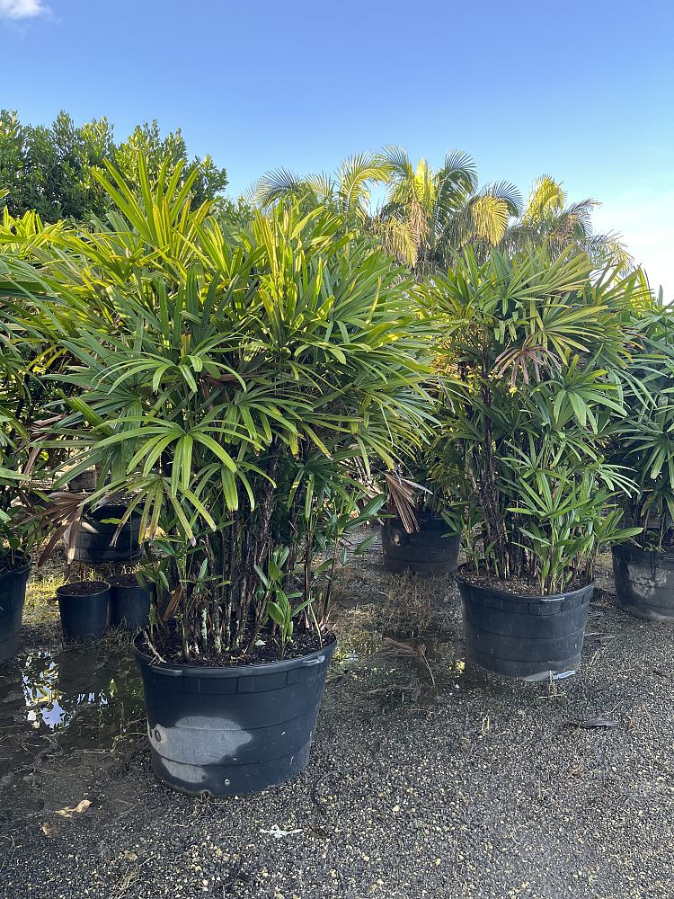 rhapis-lady-palm