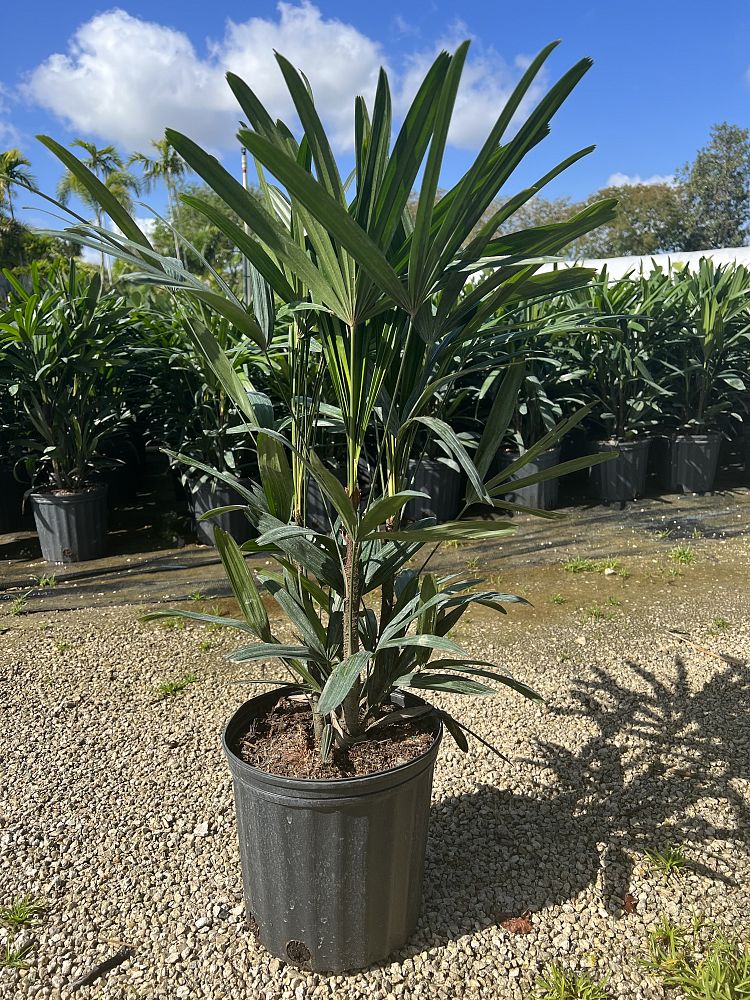 rhapis-lady-palm