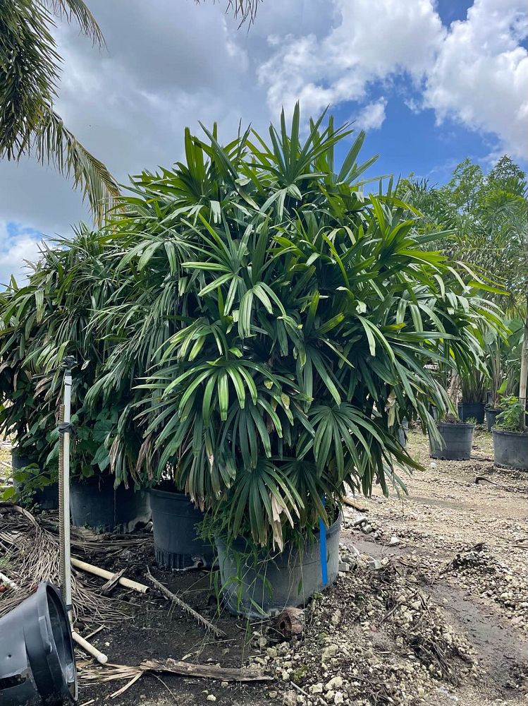 rhapis-lady-palm