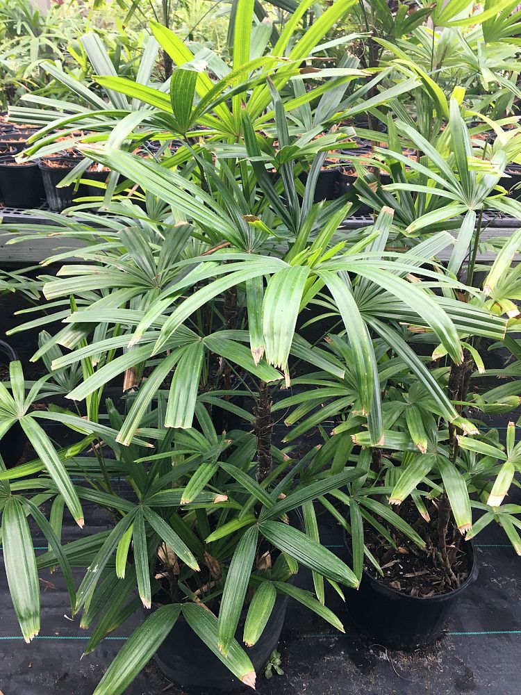 rhapis-lady-palm