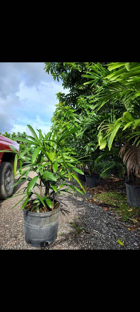 rhapis-lady-palm