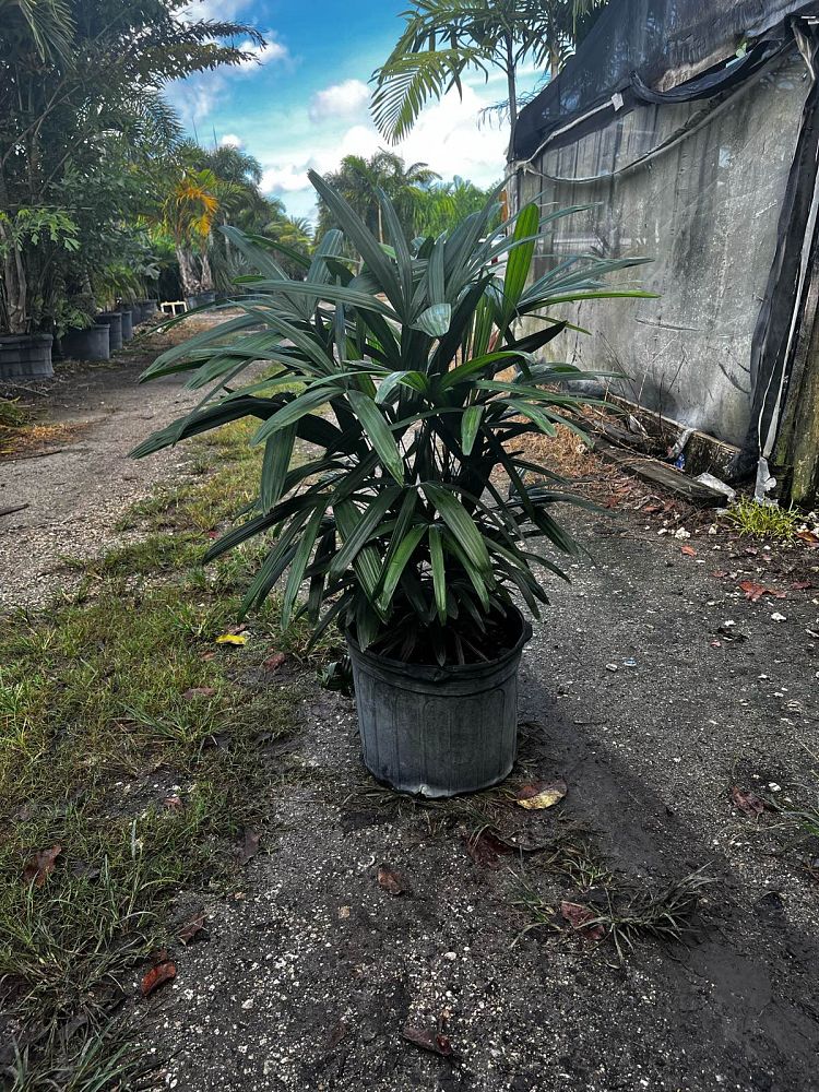 rhapis-lady-palm