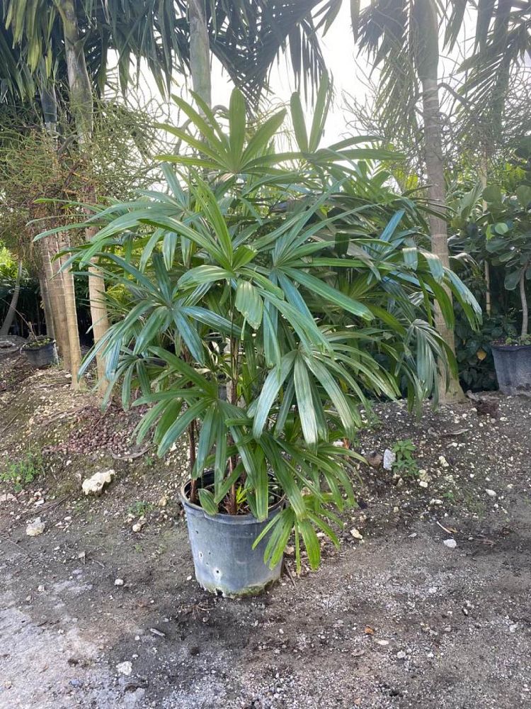 rhapis-lady-palm