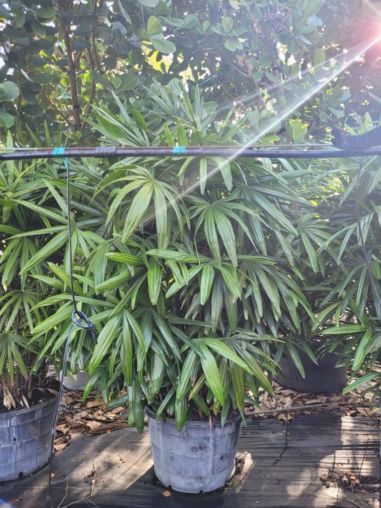 rhapis-lady-palm