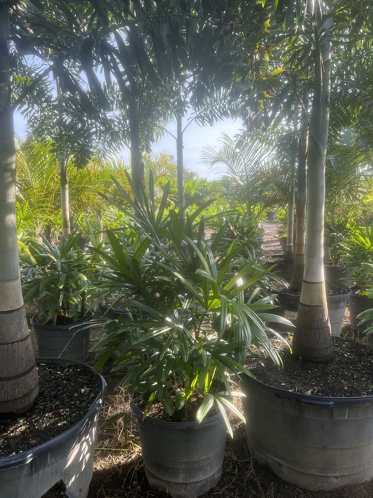 rhapis-lady-palm
