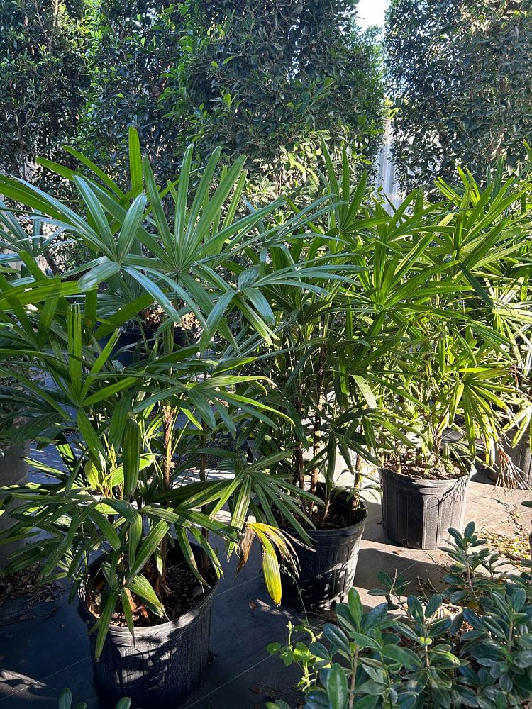 rhapis-lady-palm
