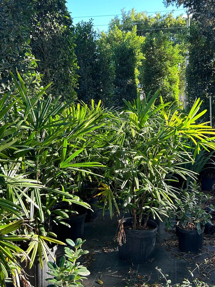 rhapis-lady-palm