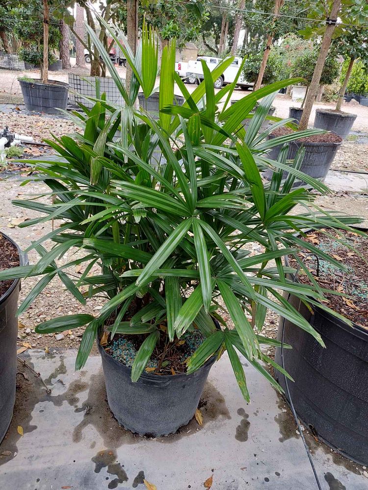 rhapis-lady-palm