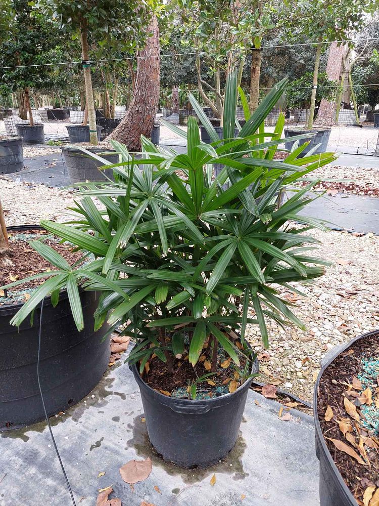 rhapis-lady-palm