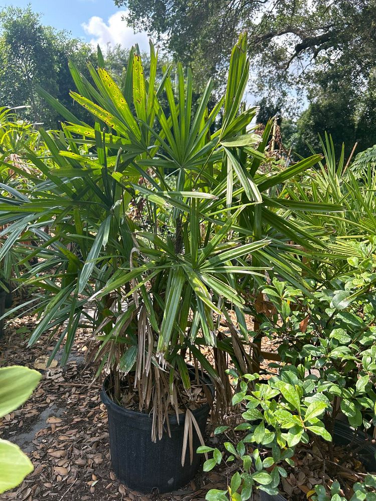 rhapis-lady-palm