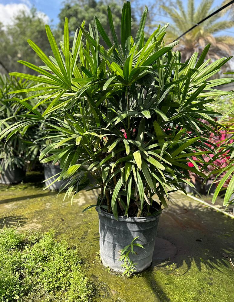 rhapis-lady-palm