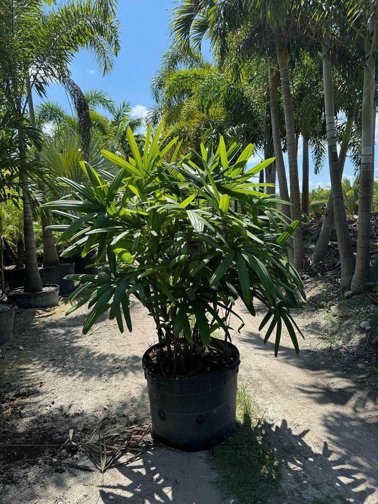rhapis-lady-palm