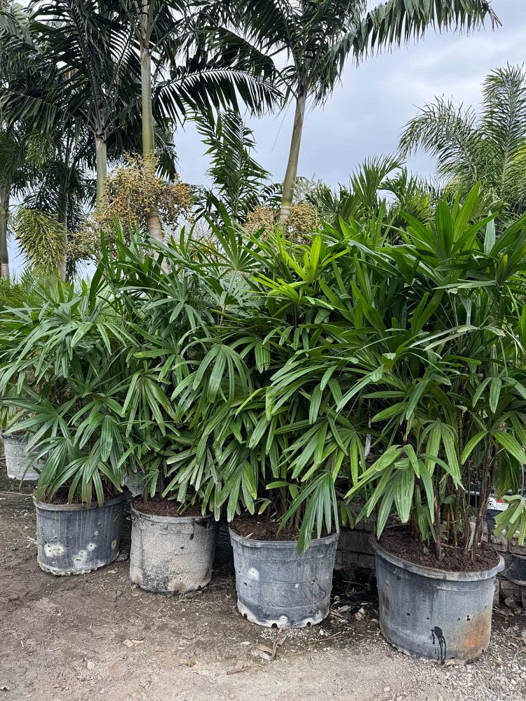 rhapis-lady-palm